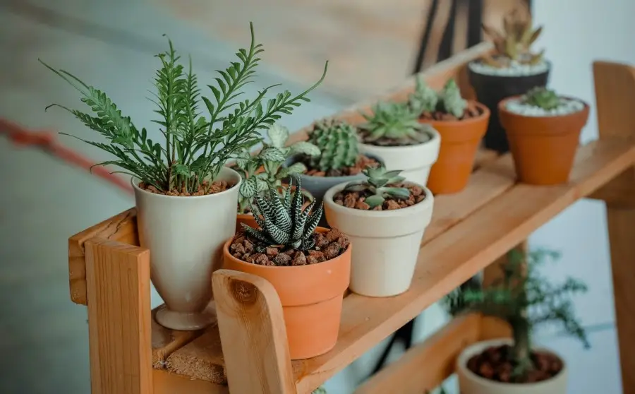 bench holding individual plotted plants