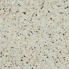 Sandy Shore Swatch